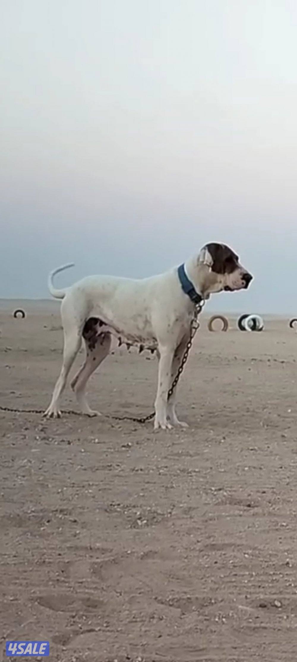 للبيع نثيه بولي باكستاني0