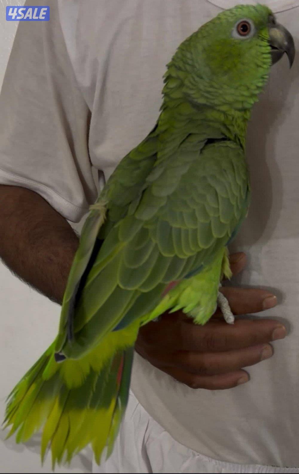 للبيع بالوفرتند0