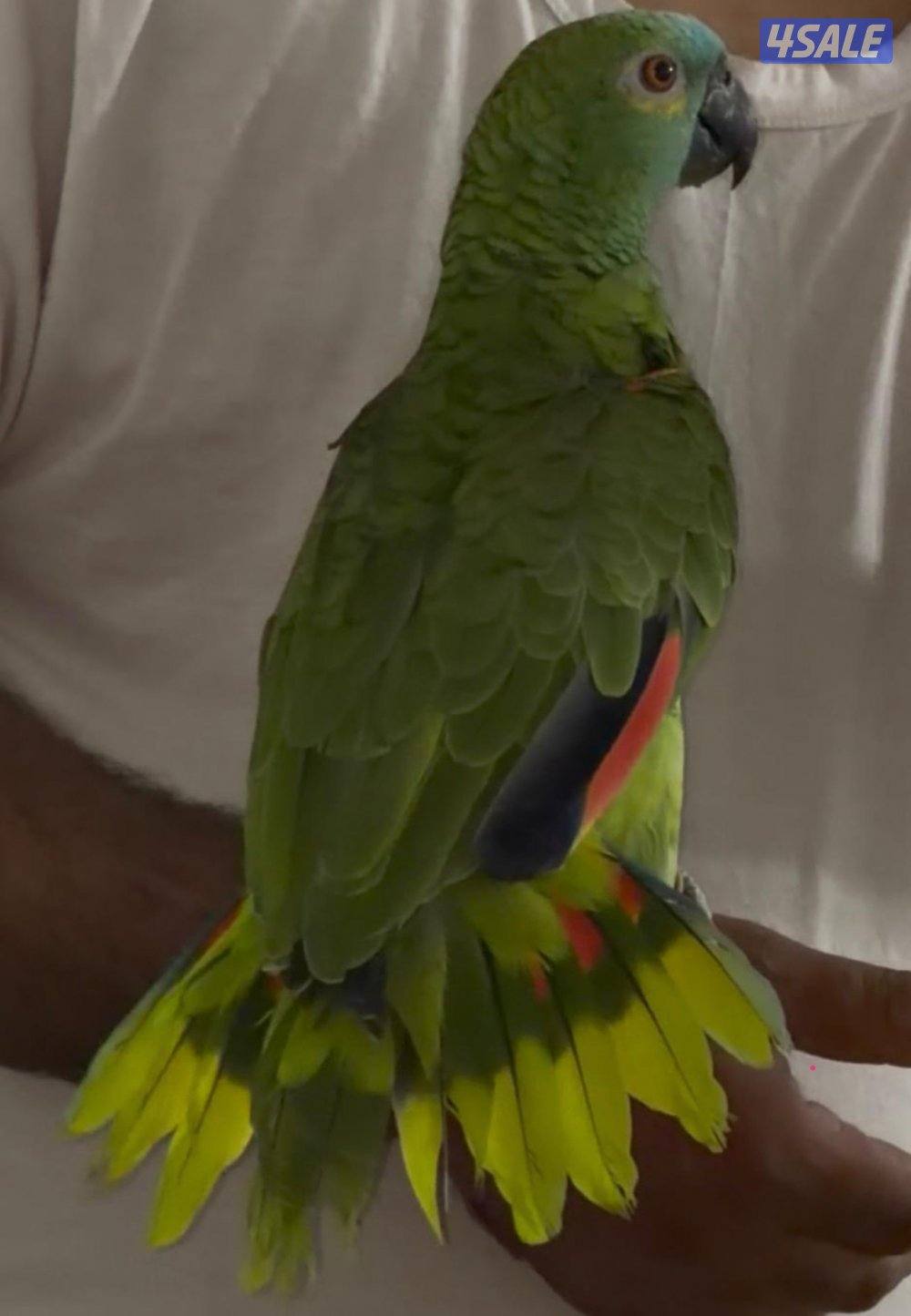 للبيع بالوفرتند1