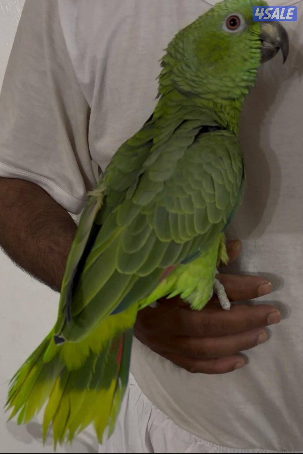 للبيع بالوفرتند3