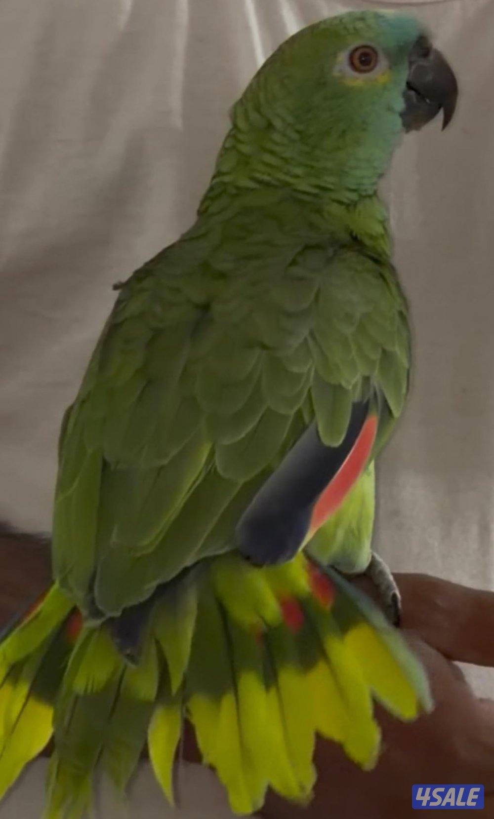 للبيع بالوفرتند2