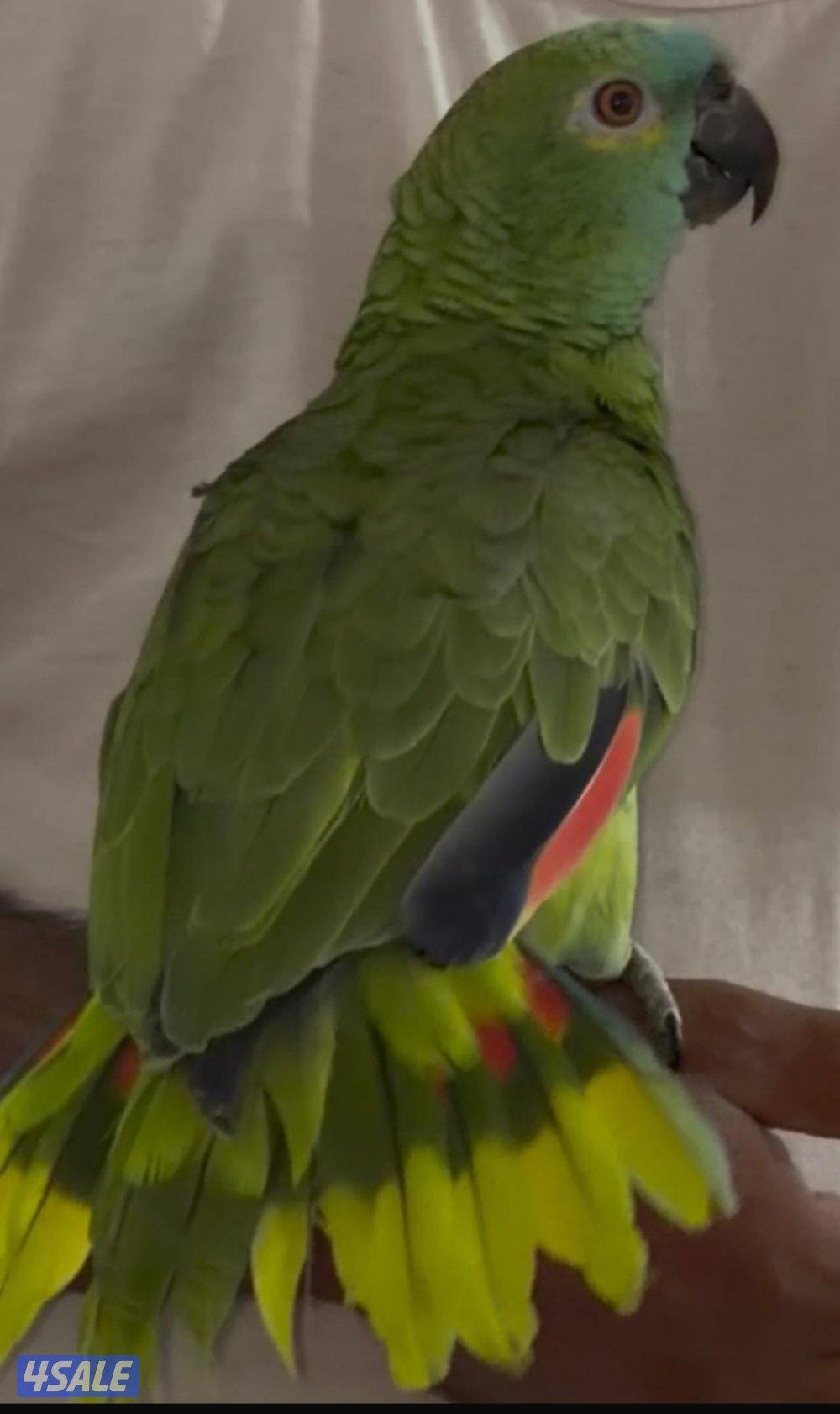 للبيع بالوفرتند4