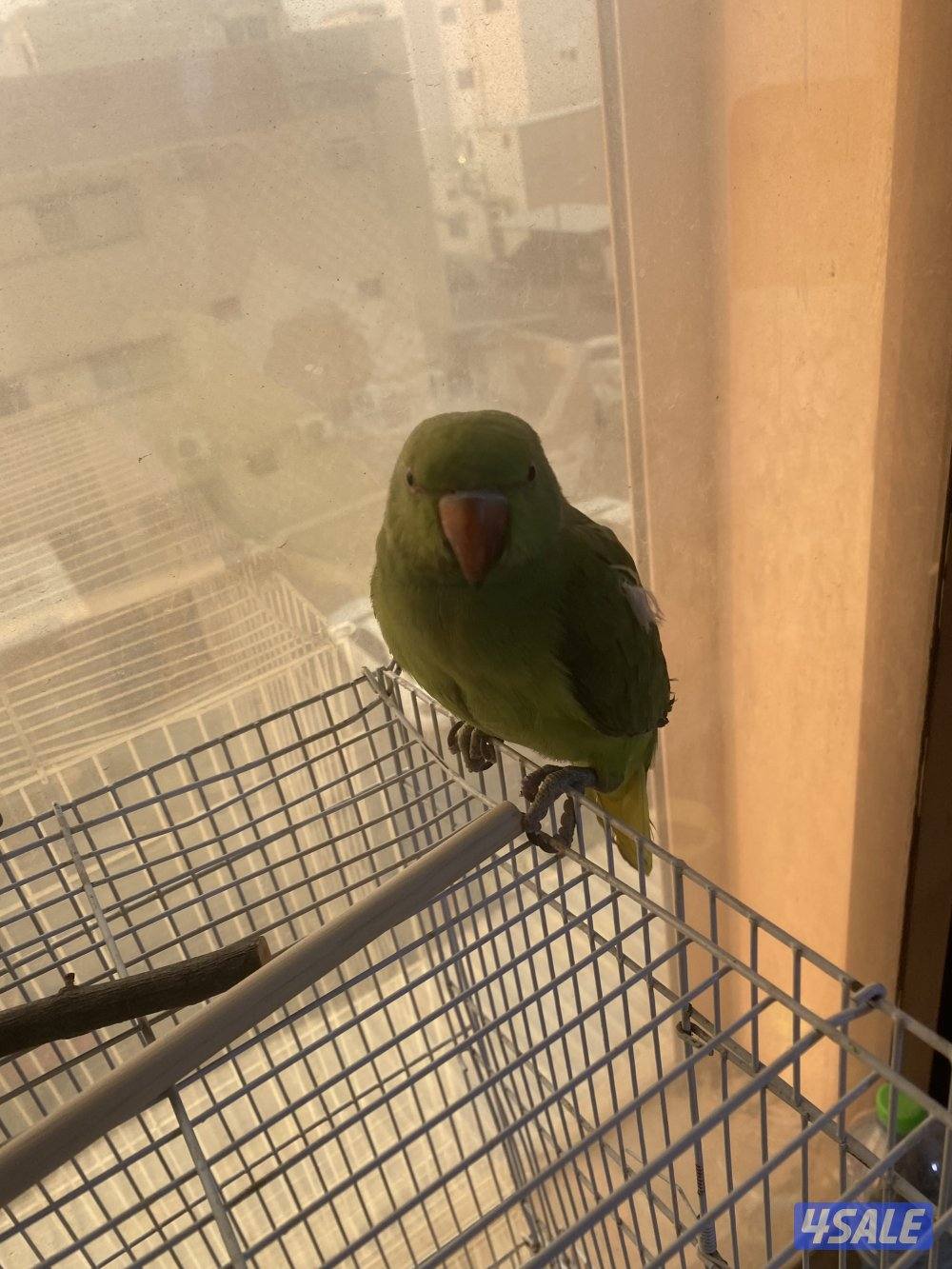 Rose neck female not full tamed does not bite and bulbul two for 15kd0