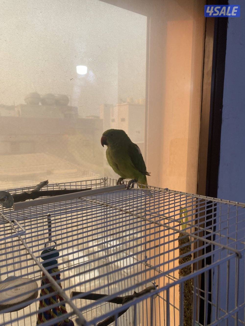 Rose neck female not full tamed does not bite and bulbul two for 15kd1