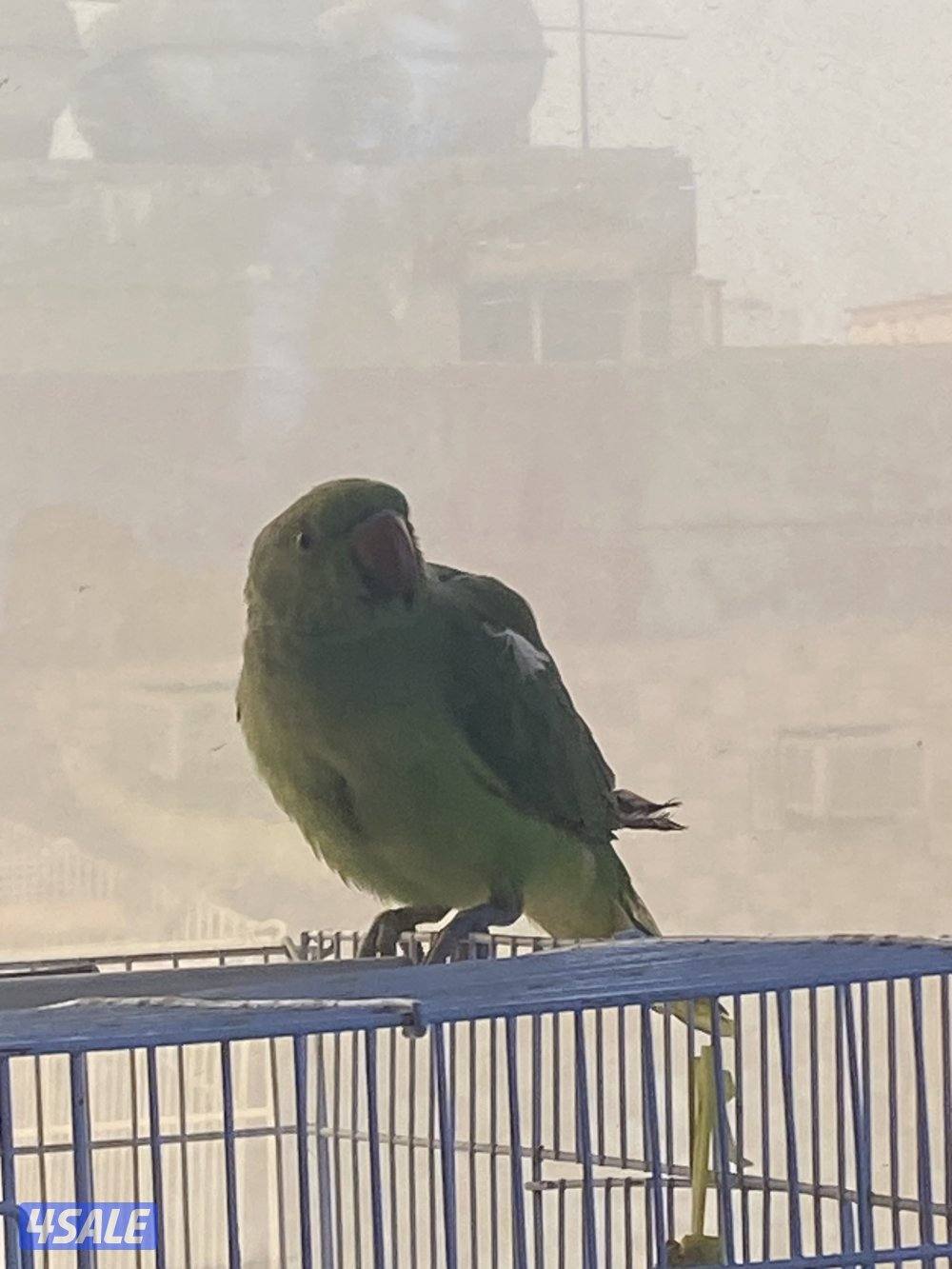 Rose neck female not full tamed does not bite and bulbul two for 15kd2