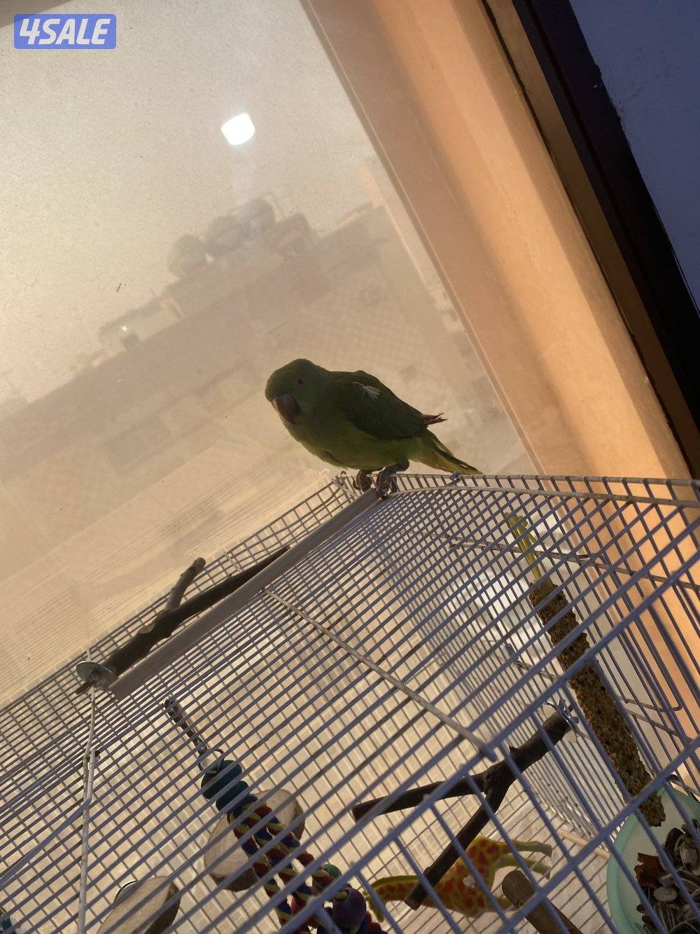 Rose neck female not full tamed does not bite and bulbul two for 15kd3