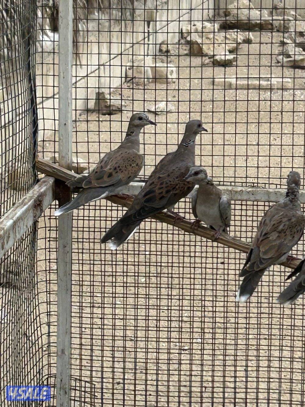 للبيع ازواج حمام بر(قمري) انتاج الكويت تبقى (10) ازواج فقط0