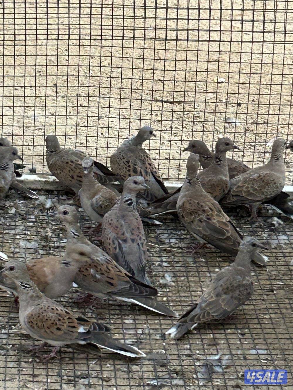 للبيع ازواج حمام بر(قمري) انتاج الكويت تبقى (10) ازواج فقط1