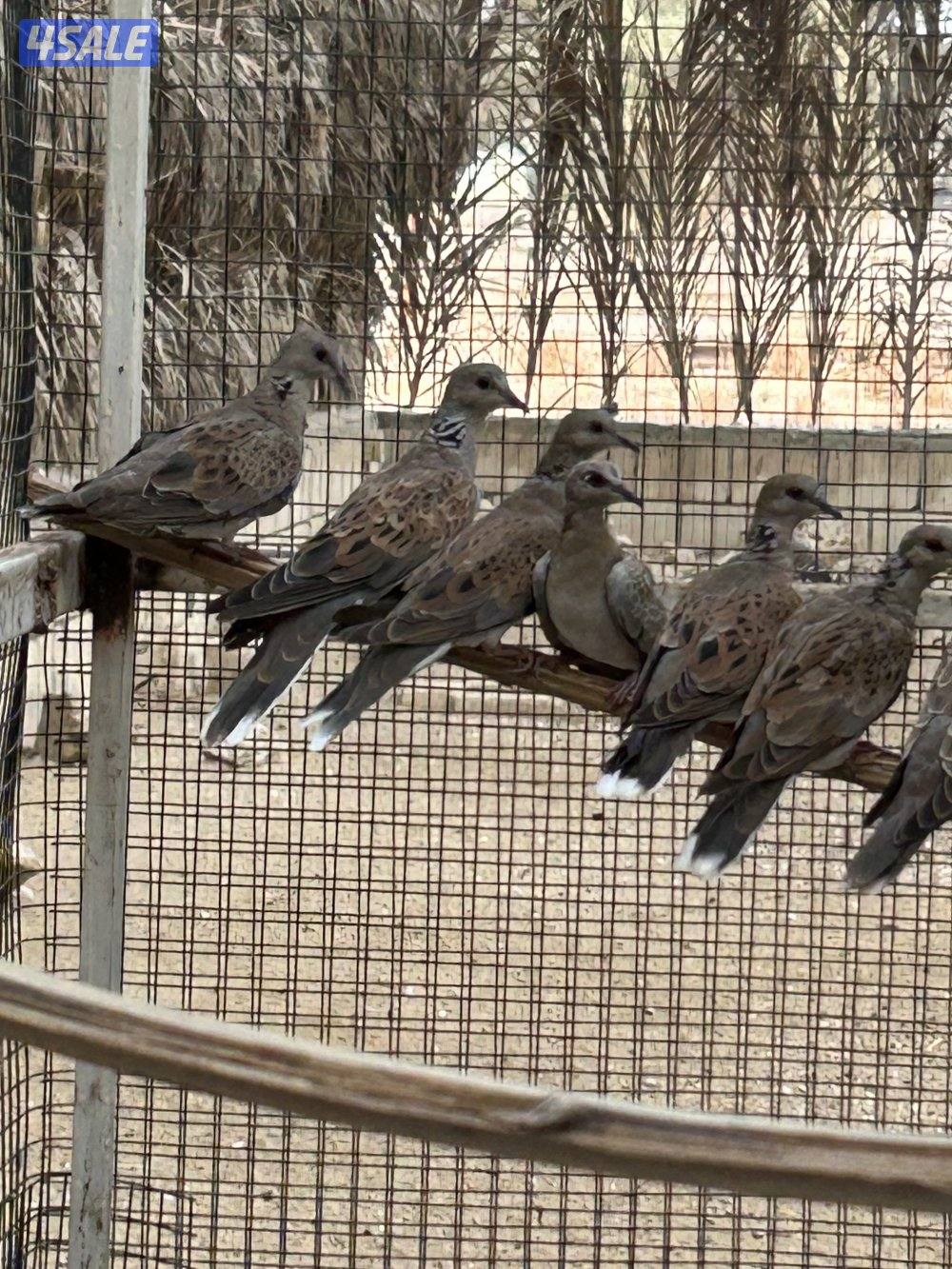 للبيع ازواج حمام بر(قمري) انتاج الكويت تبقى (10) ازواج فقط2