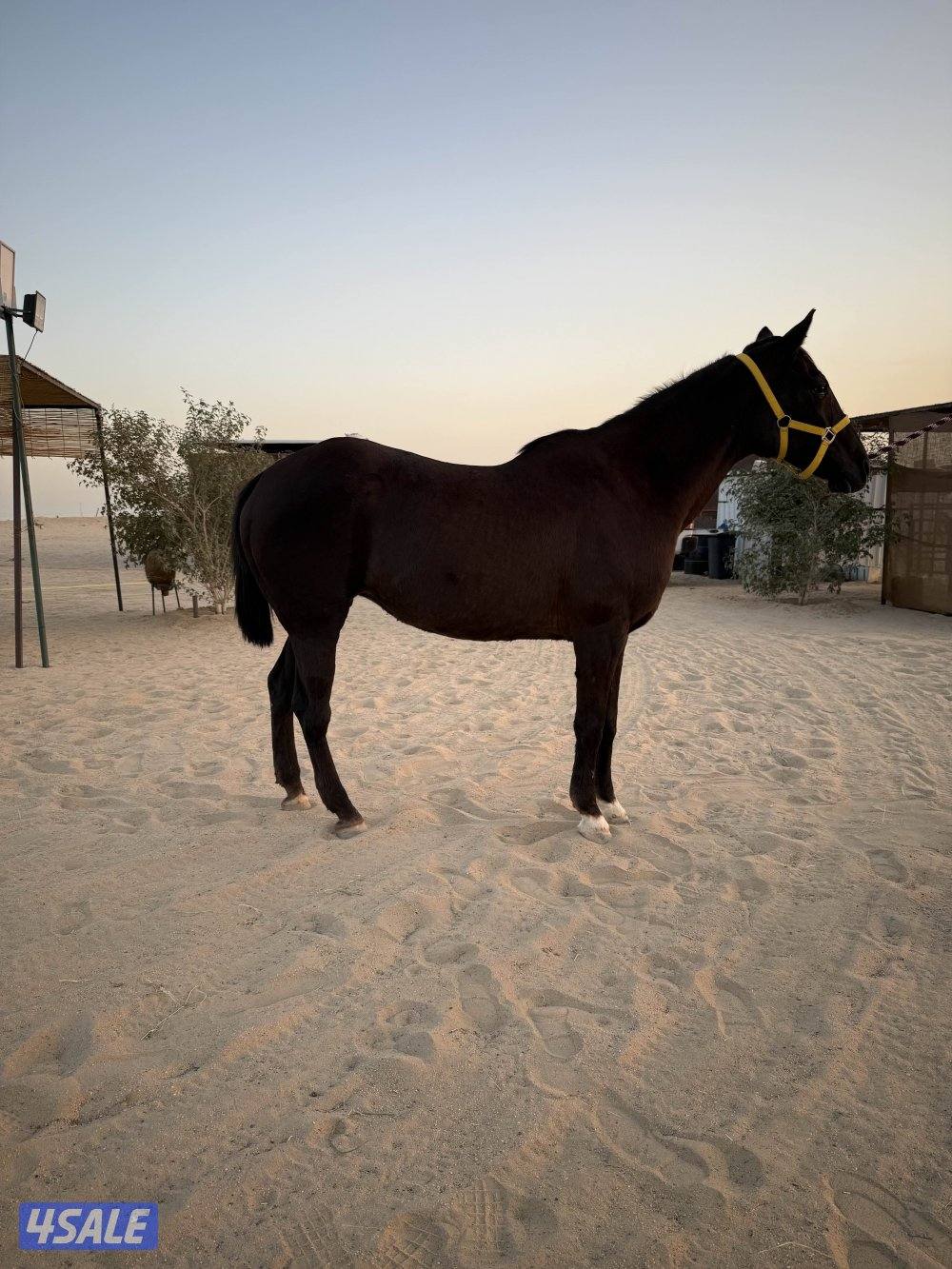 فرس واهو فرنسية0