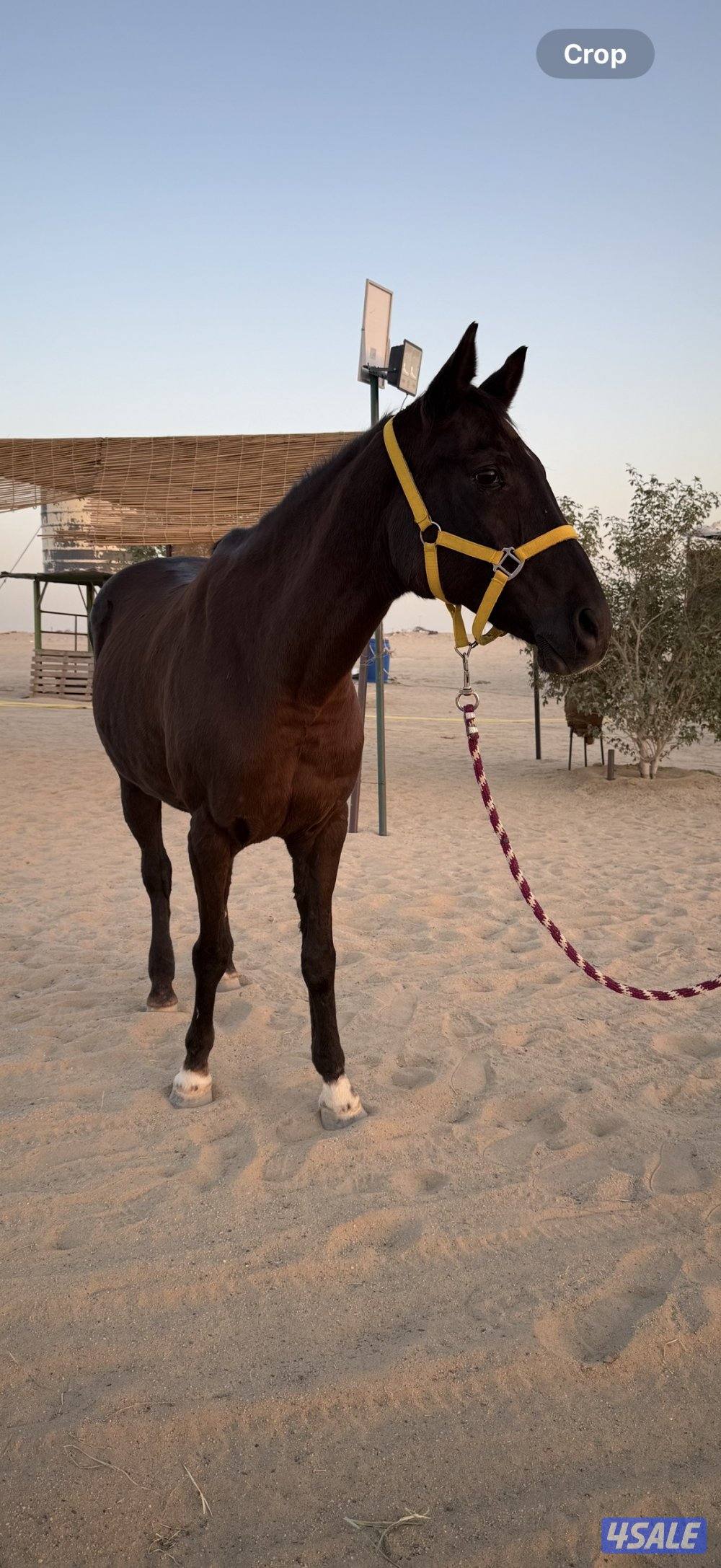 فرس واهو فرنسية1