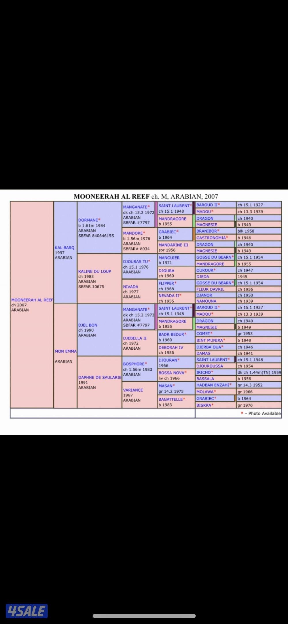 فرس واهو فرنسية2