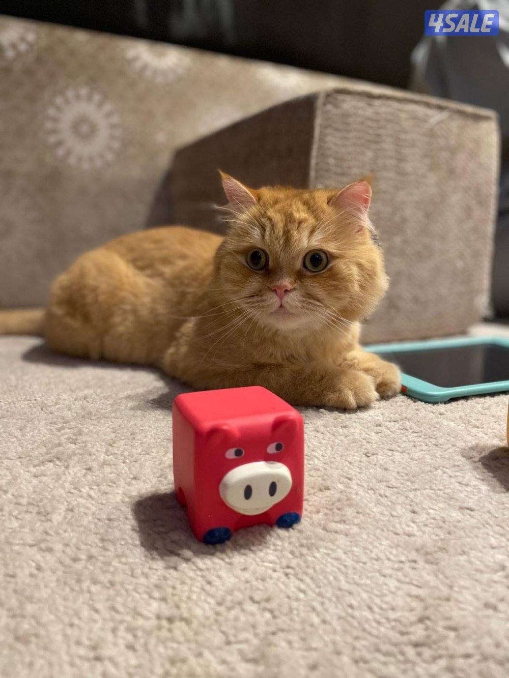 قطو نوع شيرازي عمر ٦سنين اسم القطو كوكي0