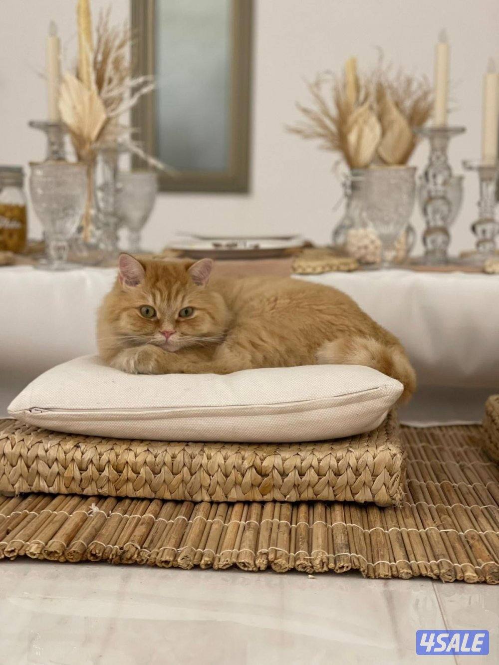 قطو نوع شيرازي عمر ٦سنين اسم القطو كوكي1