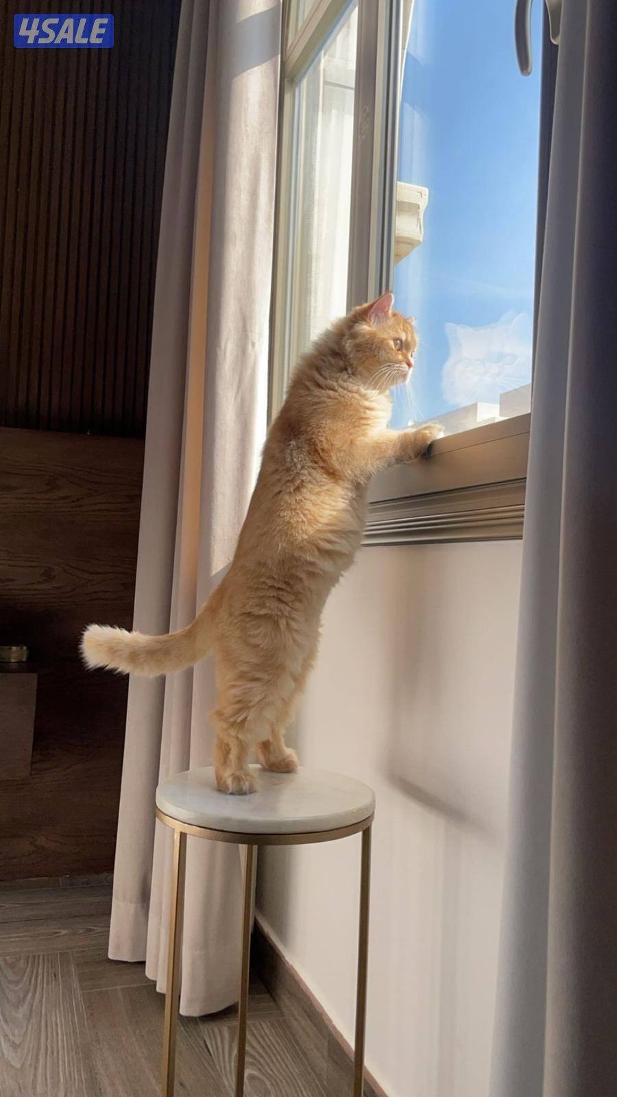 قطو نوع شيرازي عمر ٦سنين اسم القطو كوكي2