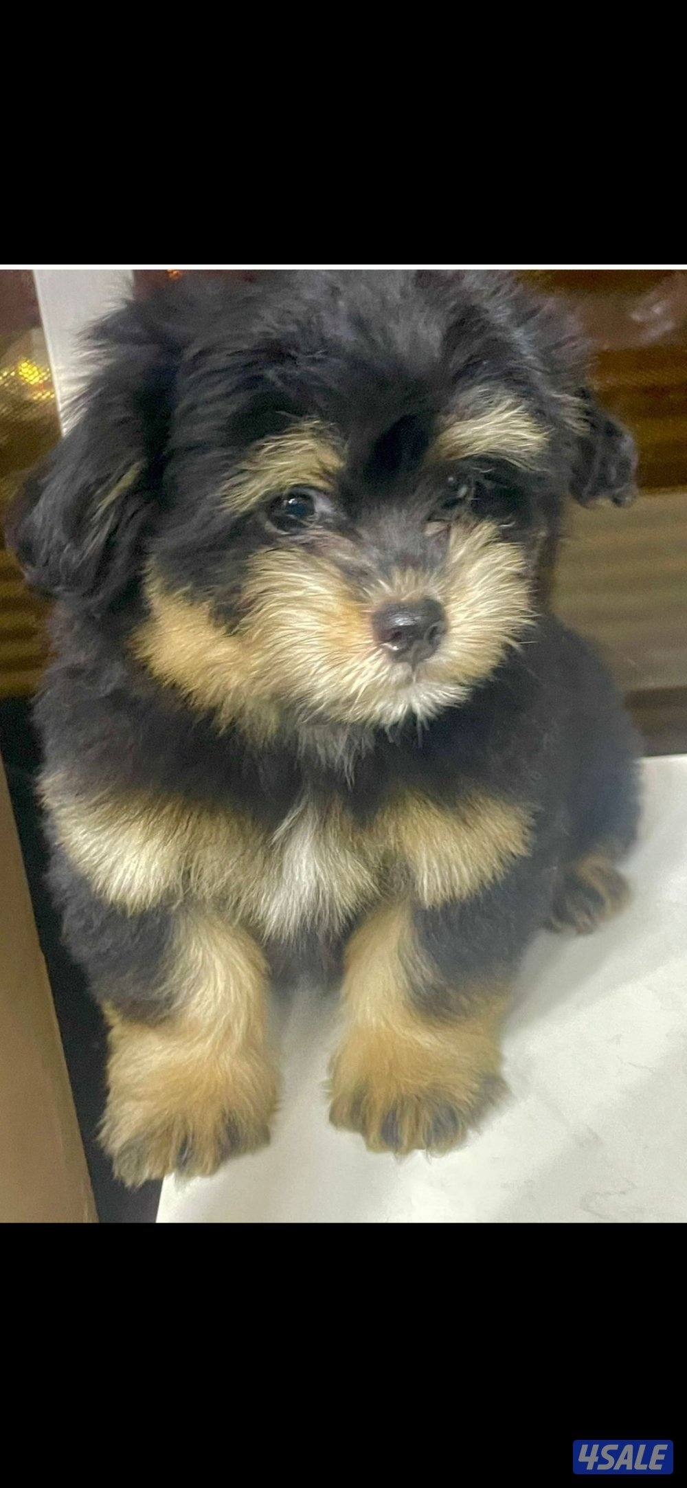للبيع على اجلابه النوع  شيتتزو العمر شهرين الصحه اوك لعوبين0