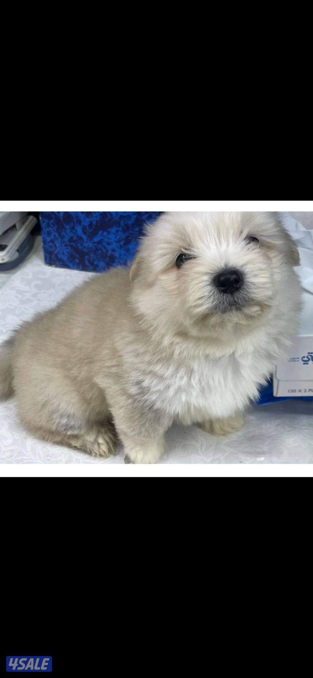 للبيع على اجلابه النوع  شيتتزو العمر شهرين الصحه اوك لعوبين1