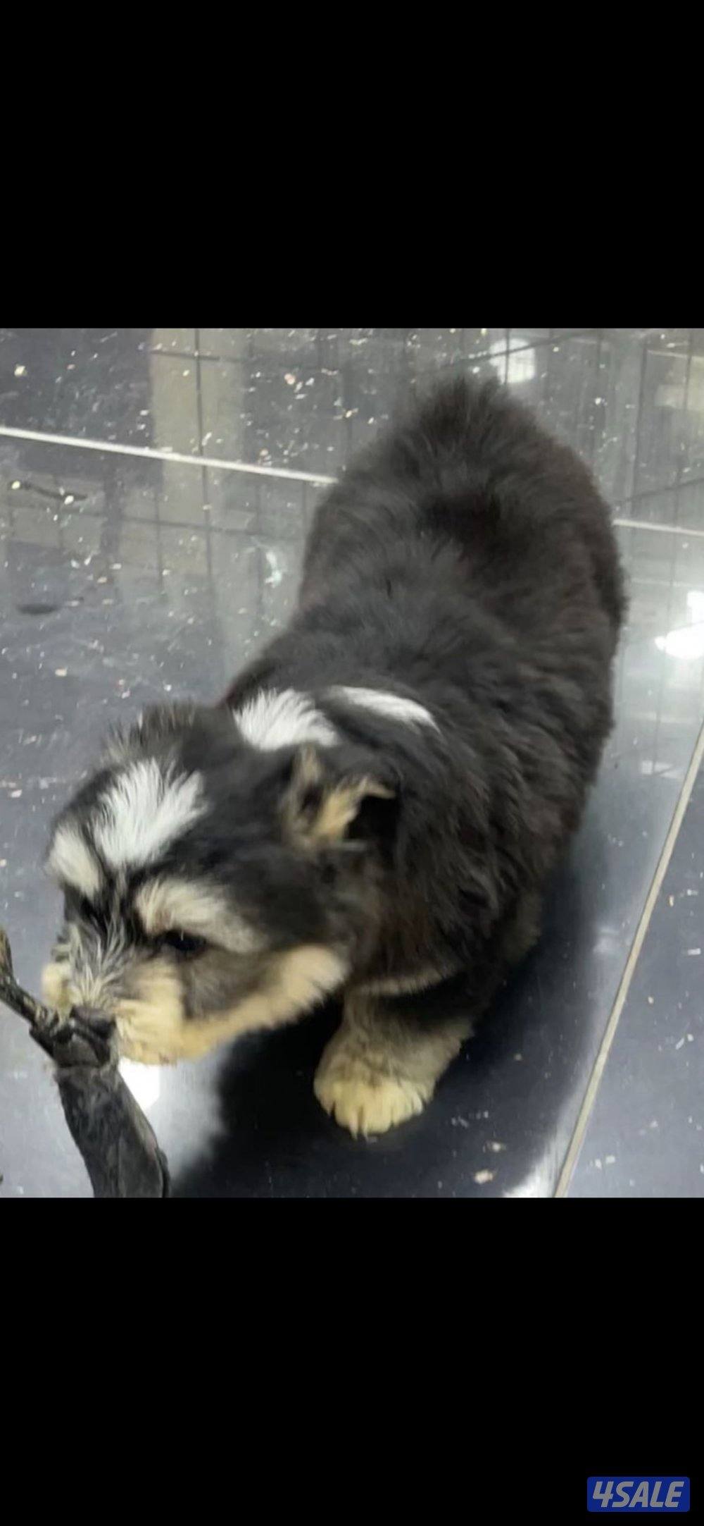 للبيع على اجلابه النوع  شيتتزو العمر شهرين الصحه اوك لعوبين2