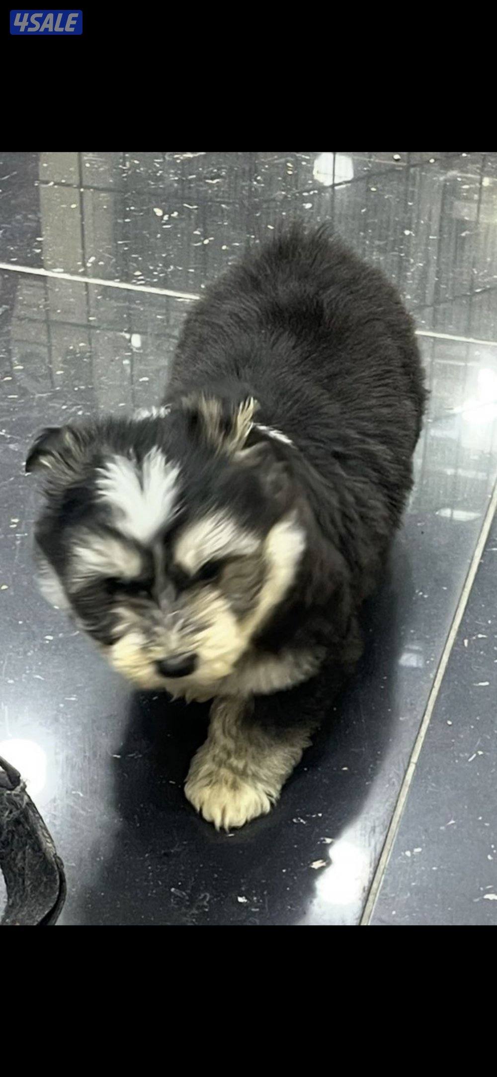 للبيع على اجلابه النوع  شيتتزو العمر شهرين الصحه اوك لعوبين3