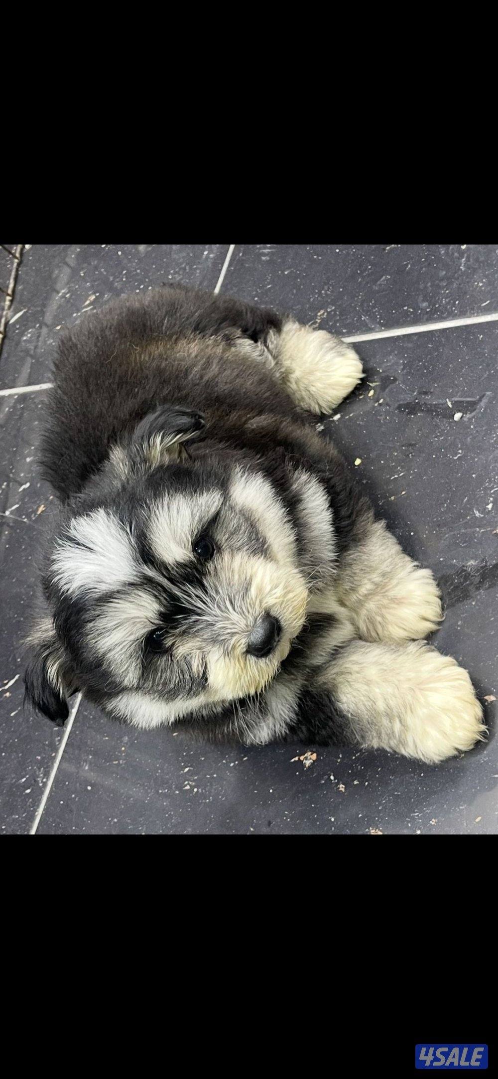 للبيع على اجلابه النوع  شيتتزو العمر شهرين الصحه اوك لعوبين4