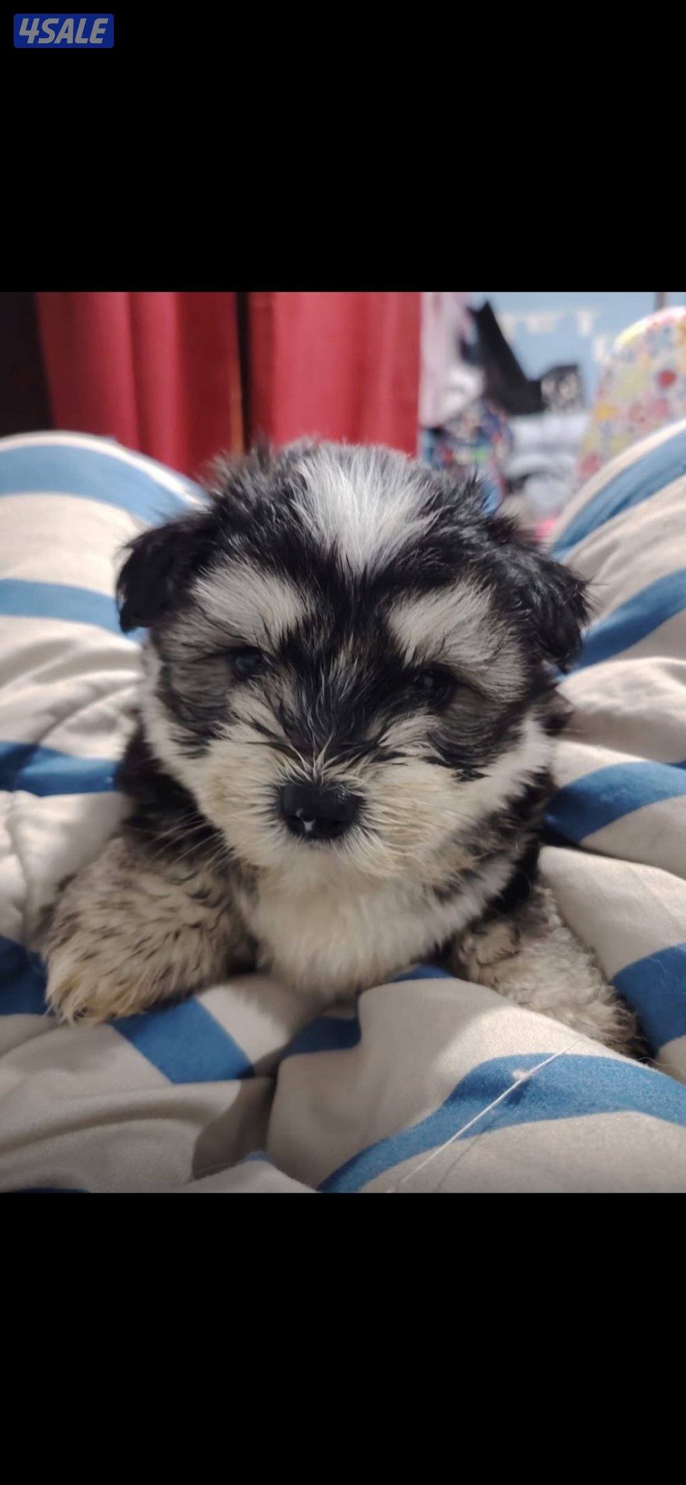للبيع على اجلابه النوع  شيتتزو العمر شهرين الصحه اوك لعوبين5