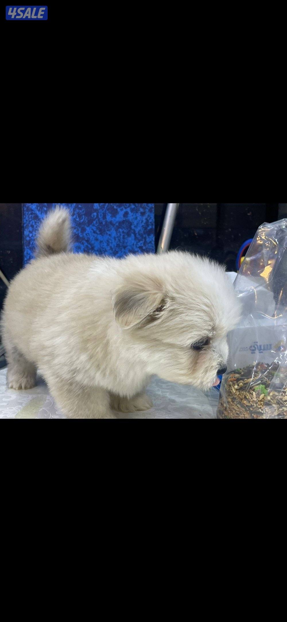 للبيع على اجلابه النوع  شيتتزو العمر شهرين الصحه اوك لعوبين6