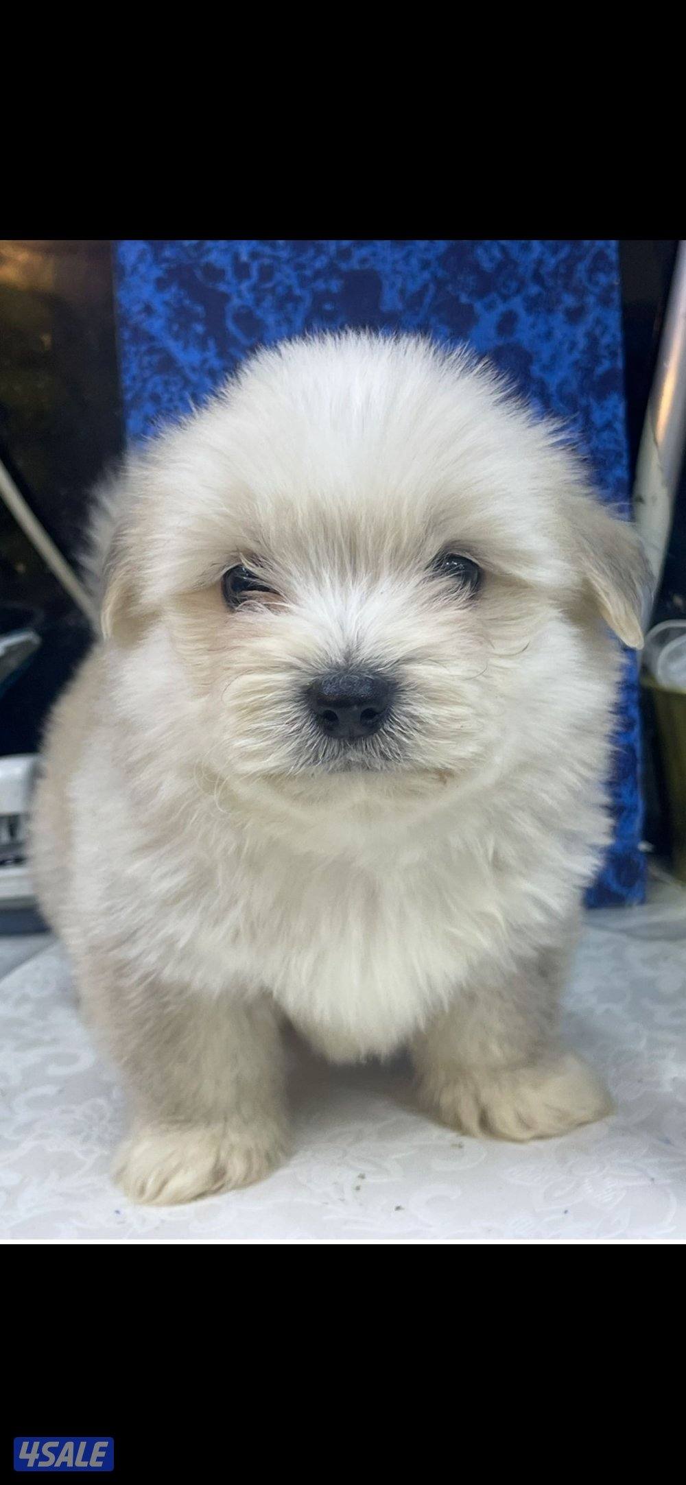 للبيع على اجلابه النوع  شيتتزو العمر شهرين الصحه اوك لعوبين7