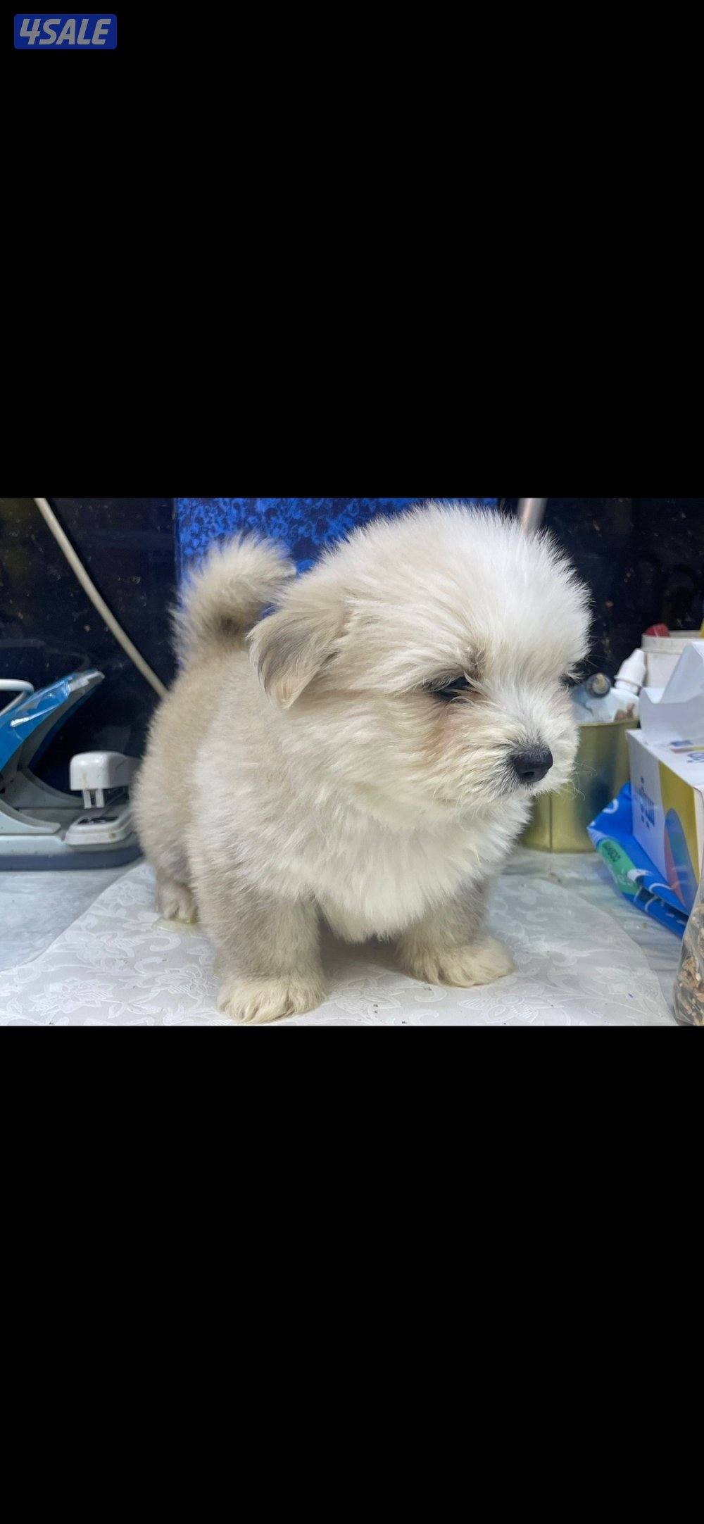 للبيع على اجلابه النوع  شيتتزو العمر شهرين الصحه اوك لعوبين8