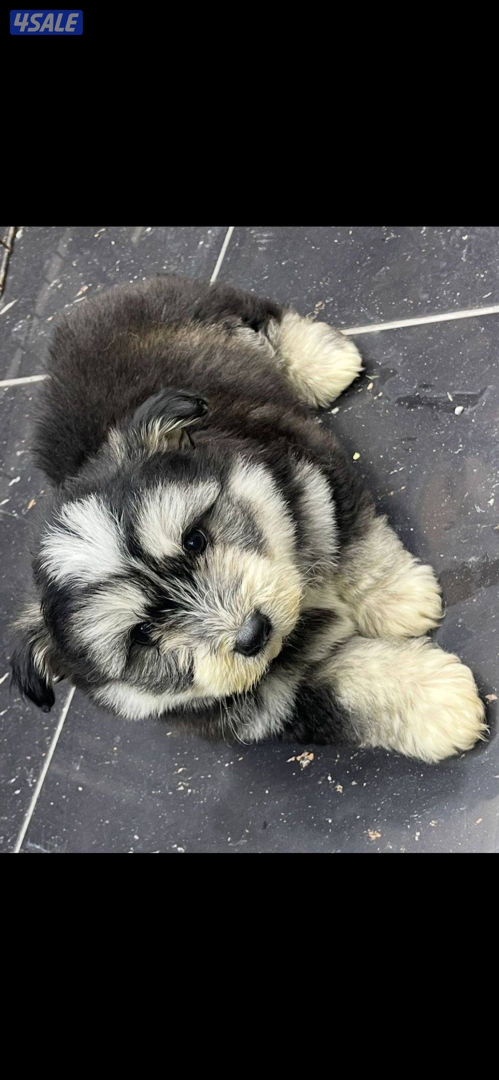 للبيع على اجلابه النوع  شيتتزو العمر شهرين الصحه اوك لعوبين9