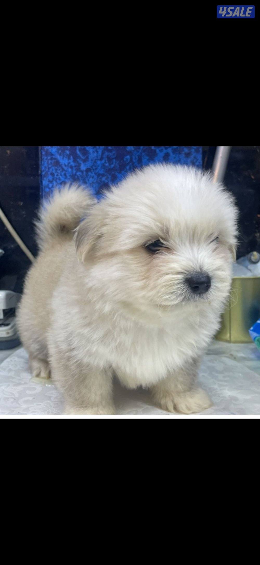 للبيع على اجلابه النوع  شيتتزو العمر شهرين الصحه اوك لعوبين10