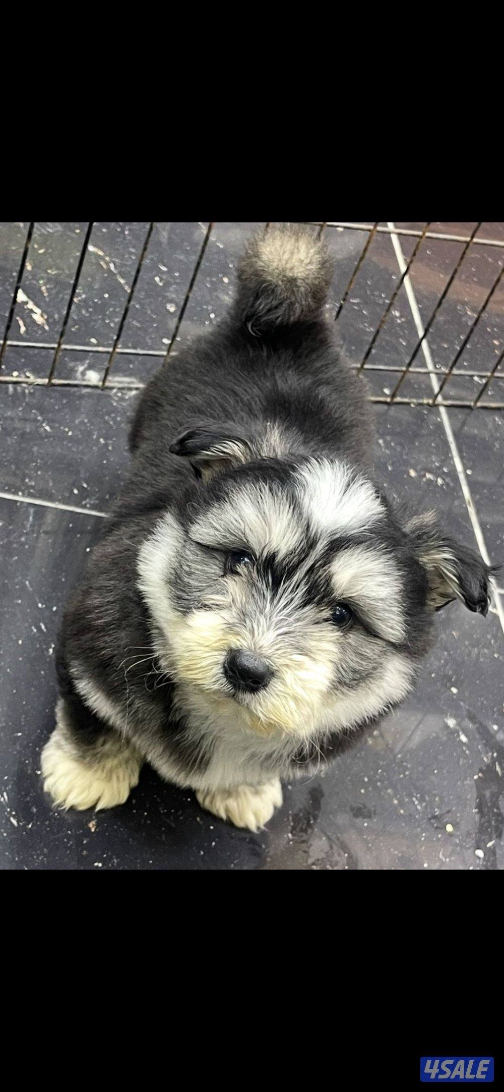للبيع على اجلابه النوع  شيتتزو العمر شهرين الصحه اوك لعوبين11