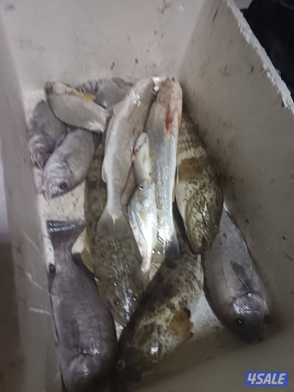 رحلات بحرية9