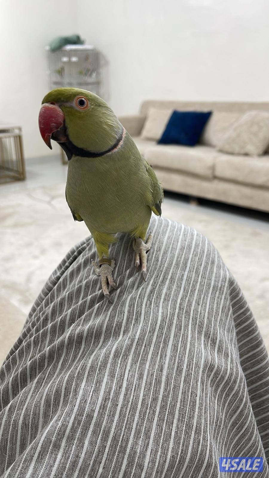 للبيع ميتو هولندي1