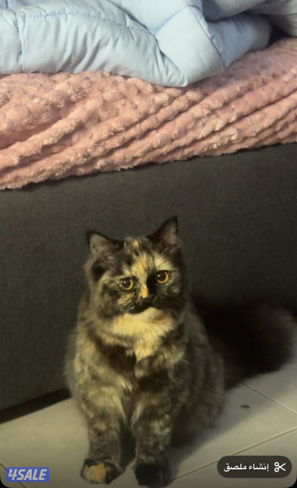 قطه للبيع0