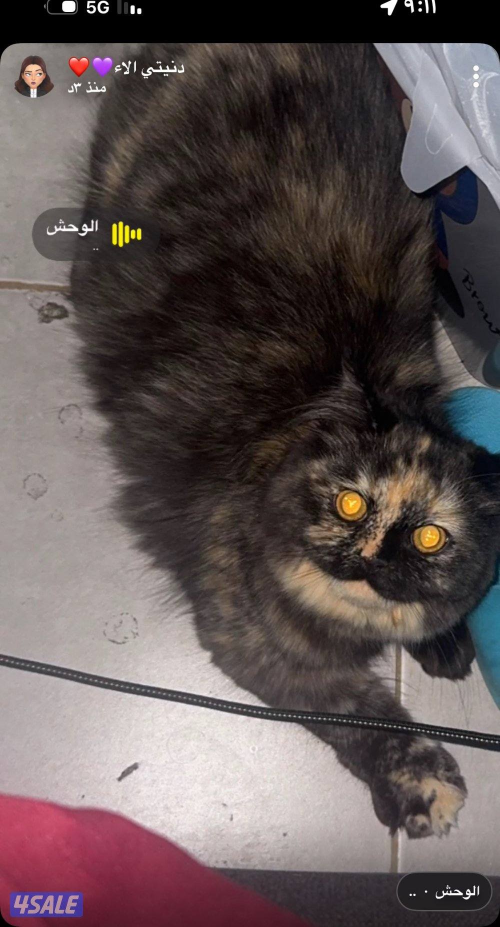 قطه للبيع2