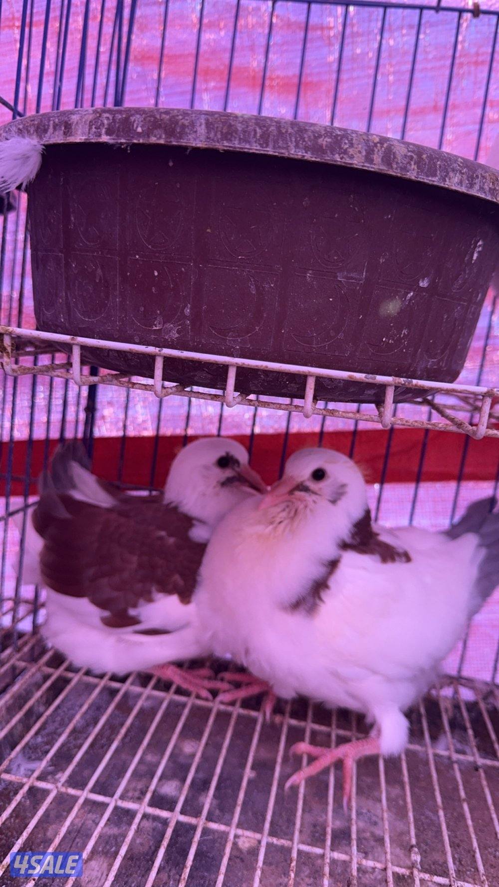 فروخ حمام خصوصي + بط شرط السمنه والشحم2