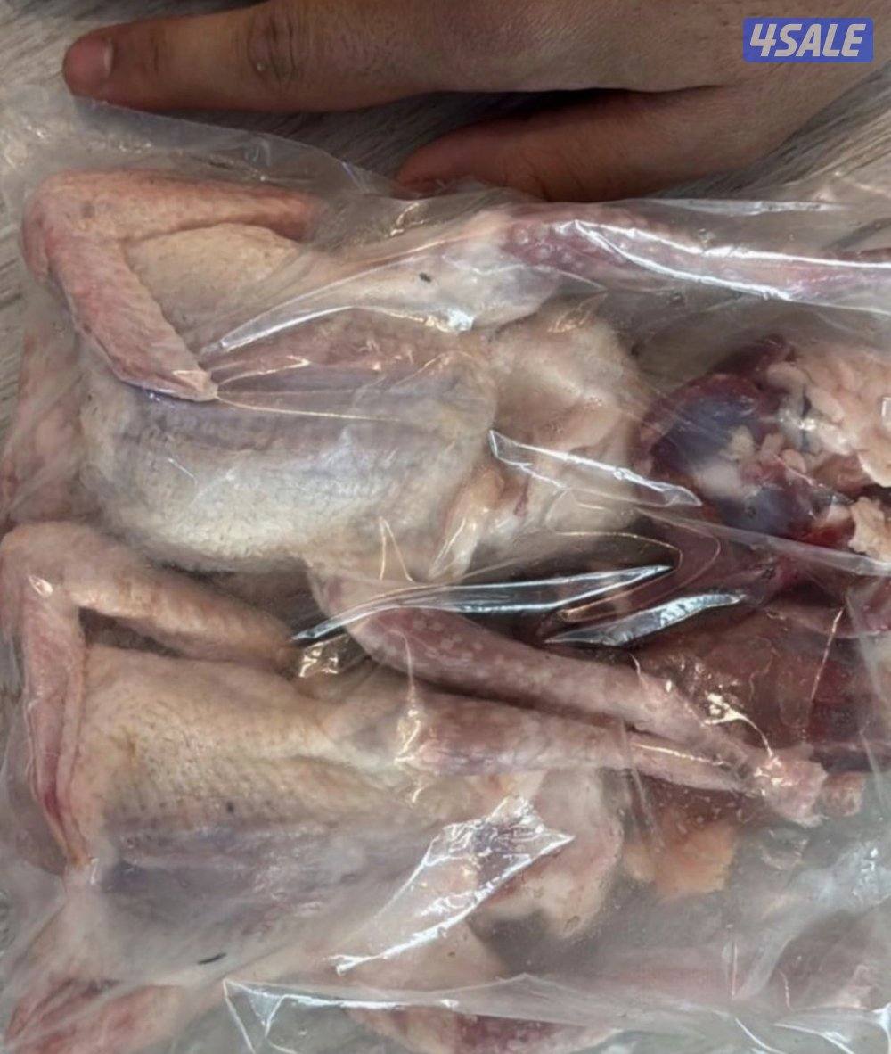 فروخ حمام خصوصي + بط شرط السمنه والشحم3