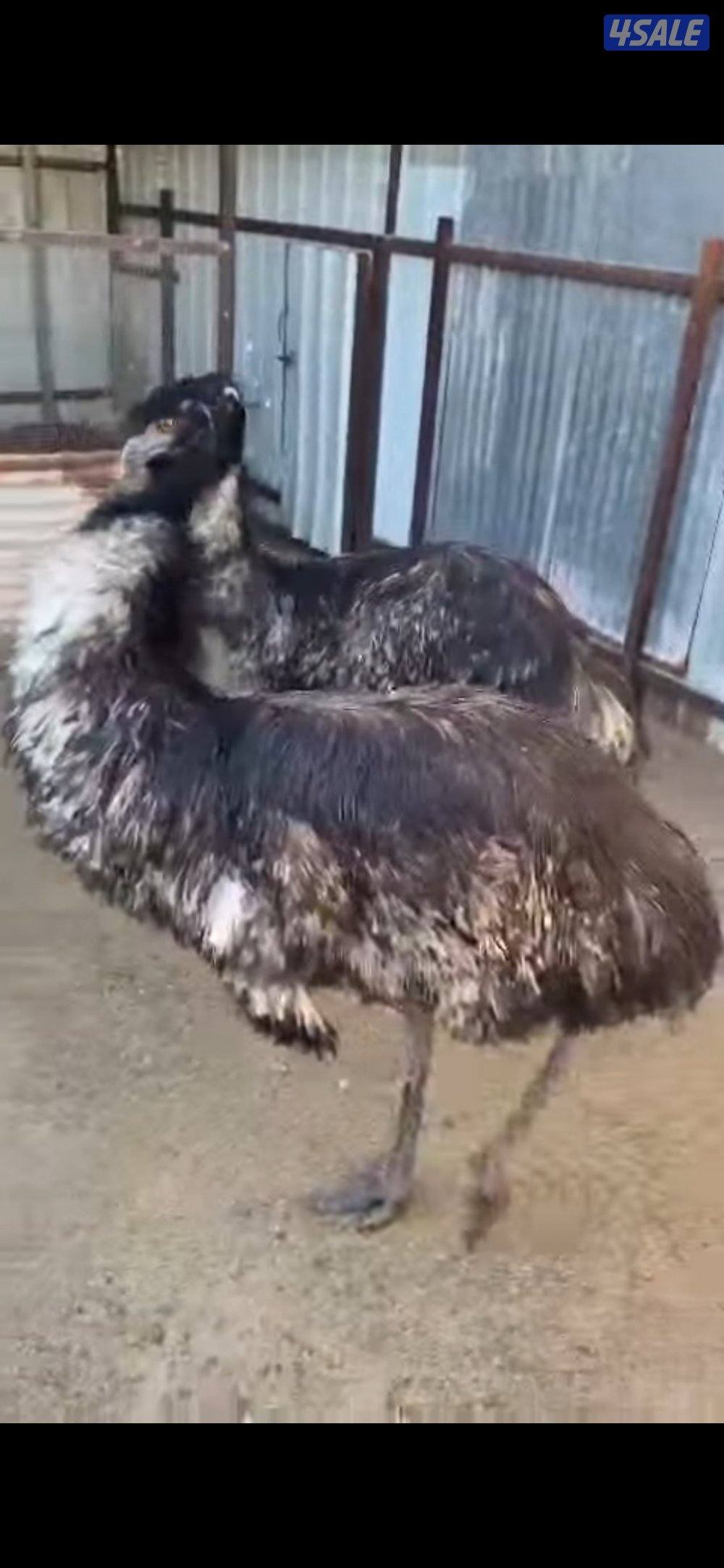 نعام ايمو استرالي منتج شرط الصحة السعر ٢٥٠ دينار السعر نهائي0