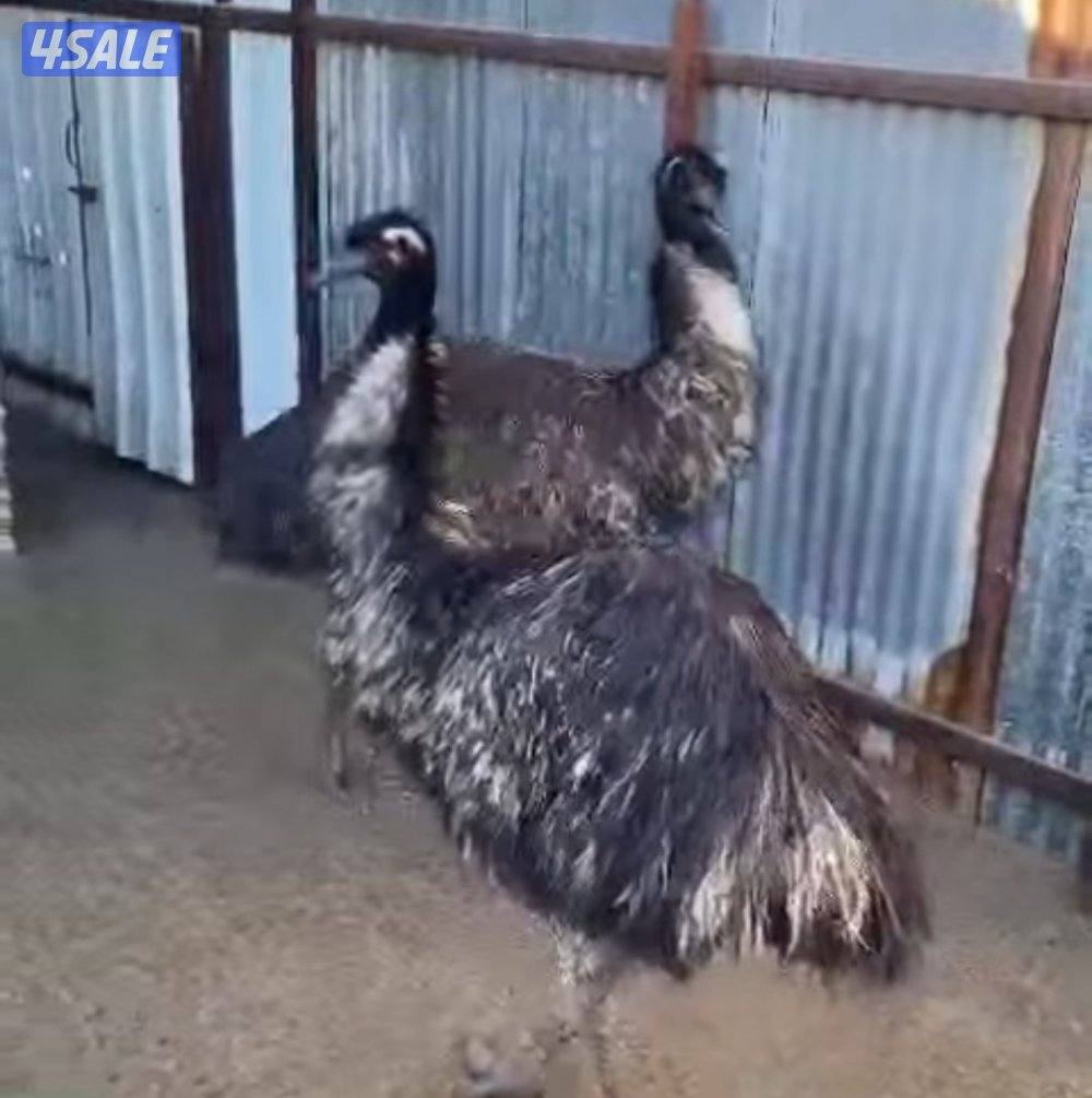 نعام ايمو استرالي منتج شرط الصحة السعر ٢٥٠ دينار السعر نهائي1