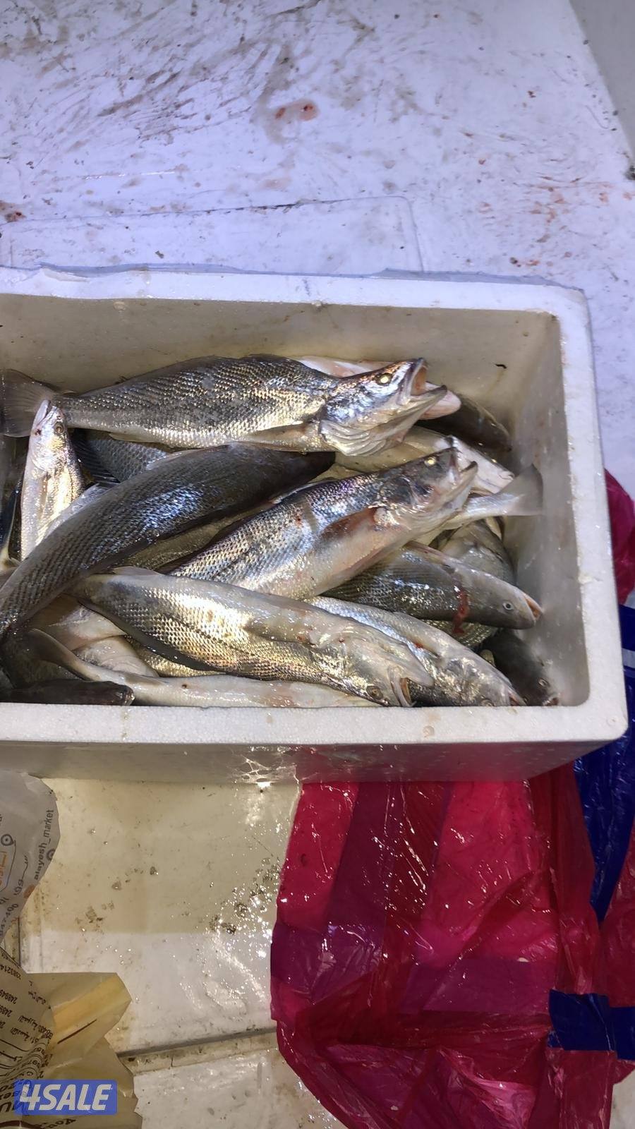 للإيجار رحلات حداق وتوصيل فيلكا6