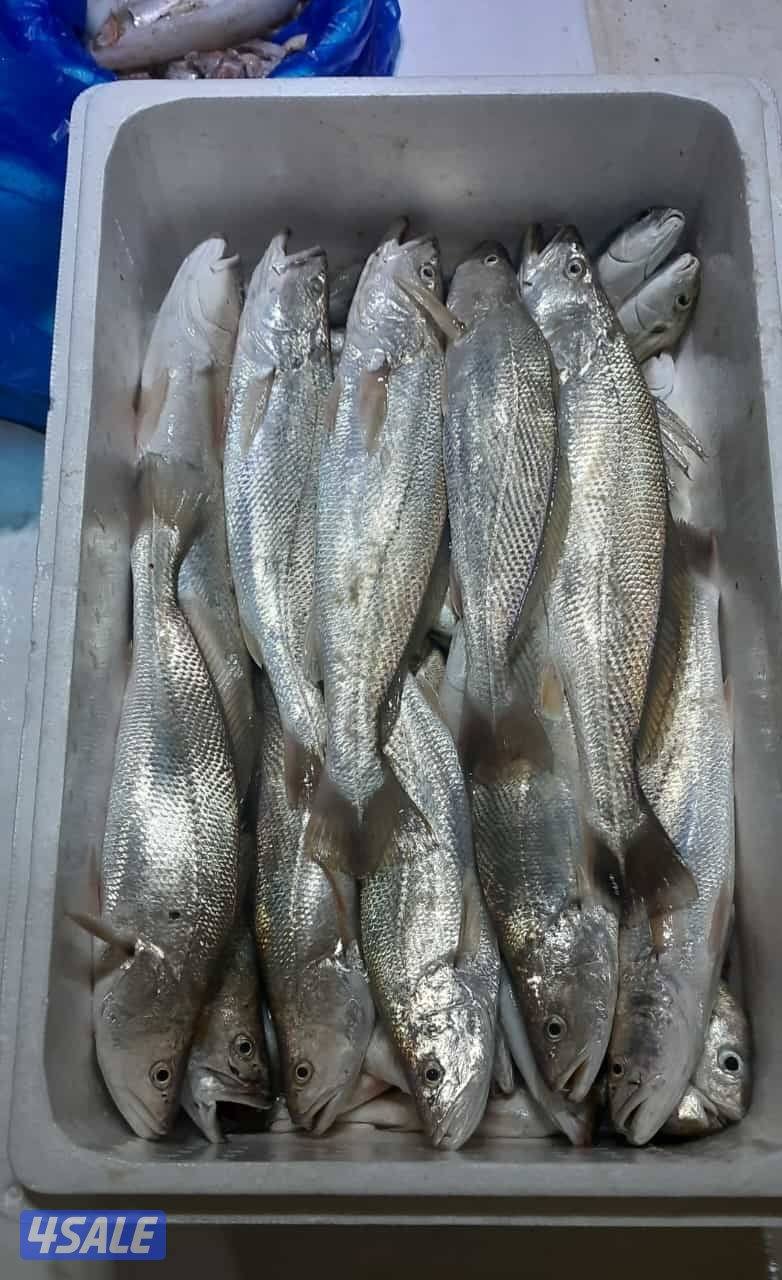 للإيجار رحلات حداق وتوصيل فيلكا7