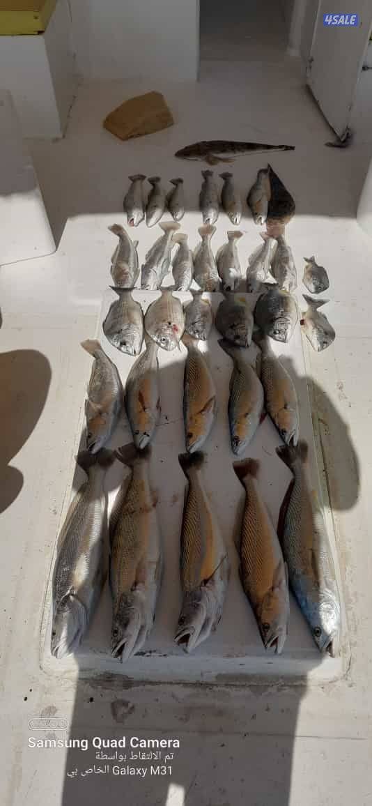 للإيجار رحلات حداق وتوصيل فيلكا8