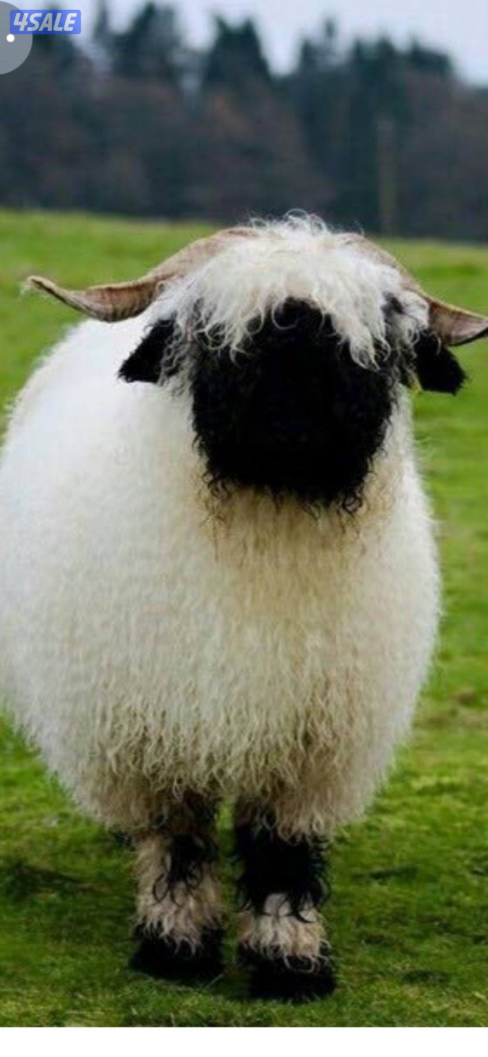 الخروف السويسري1