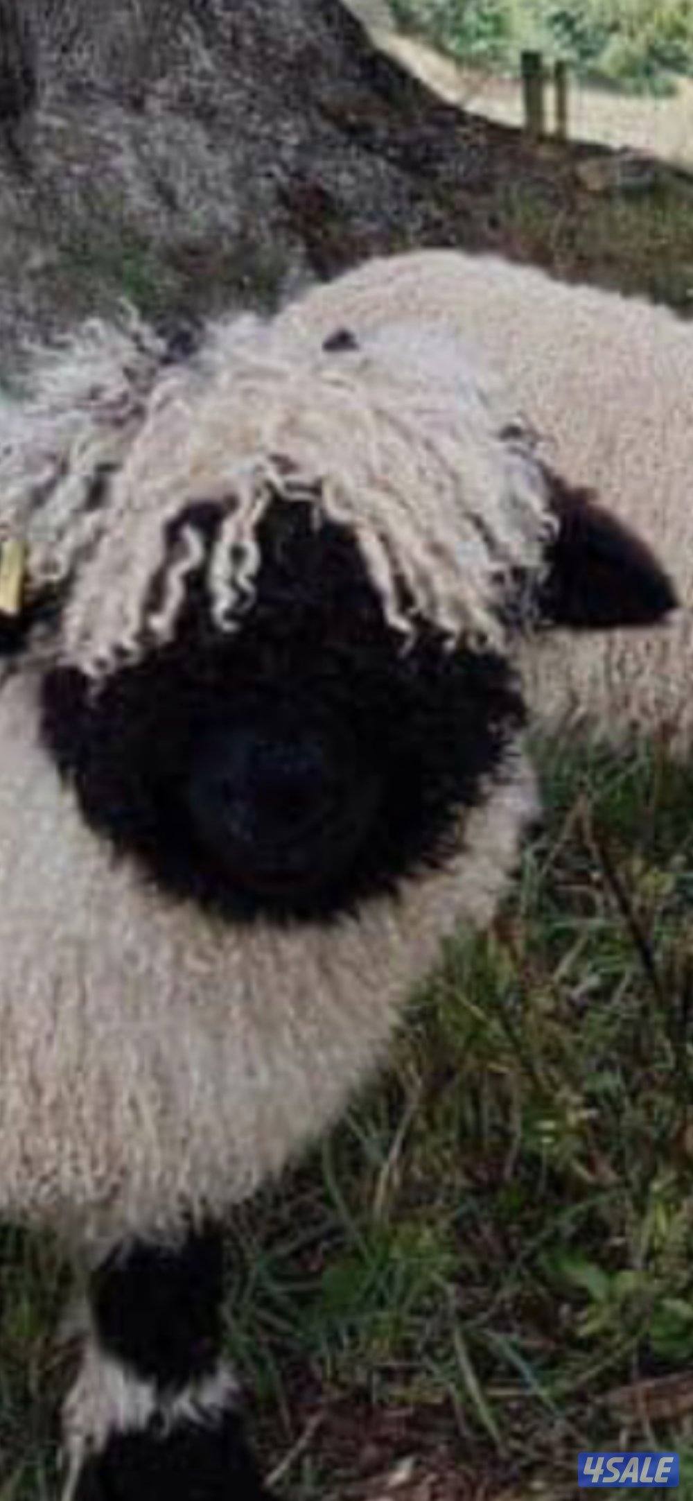 الخروف السويسري2