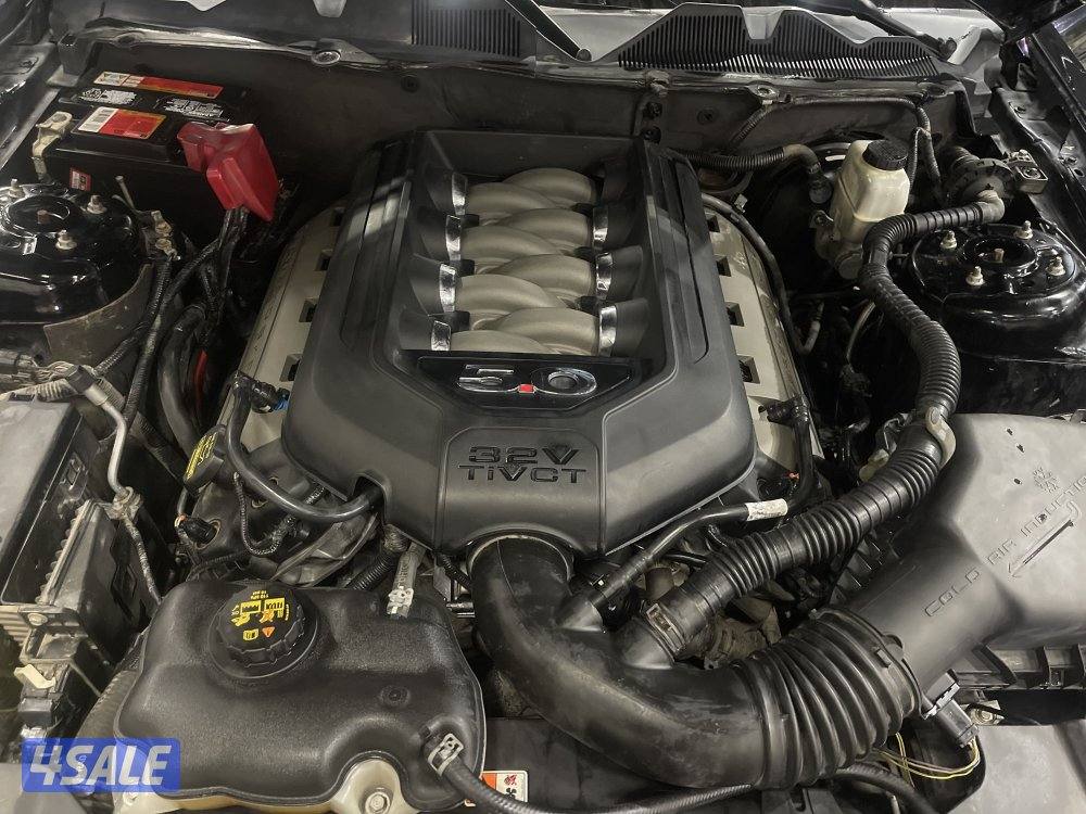 موستنق قير عادي5