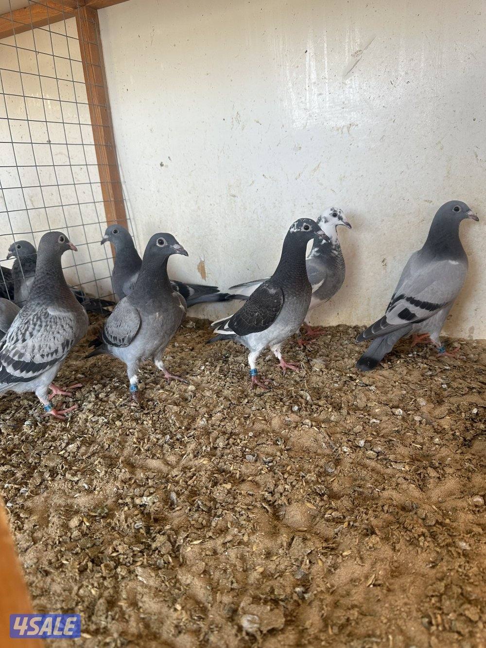 للبيع فروخ زاجل سباق0