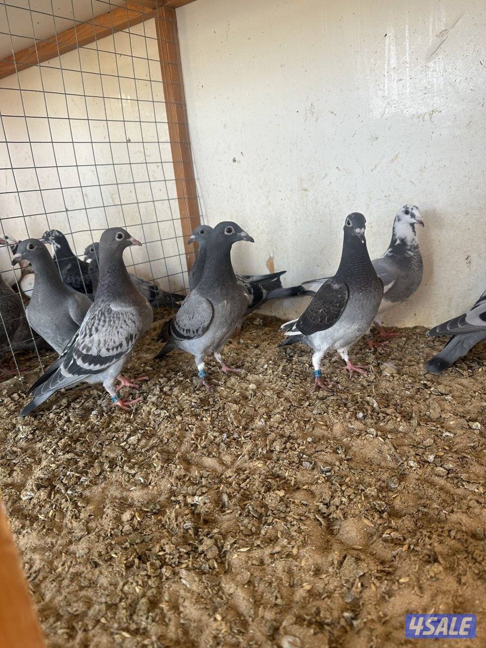 للبيع فروخ زاجل سباق1