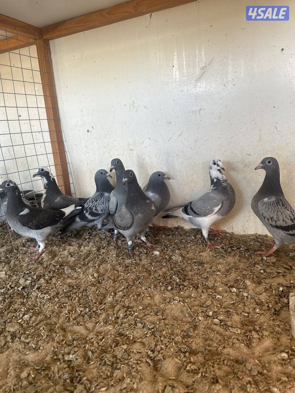 للبيع فروخ زاجل سباق2