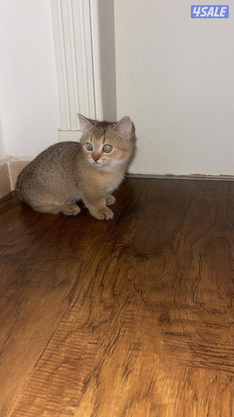 قط مانجكن ( الايد القصيره ) ، الاب NY12 , السعر قابل للمساومه بالمعقول1