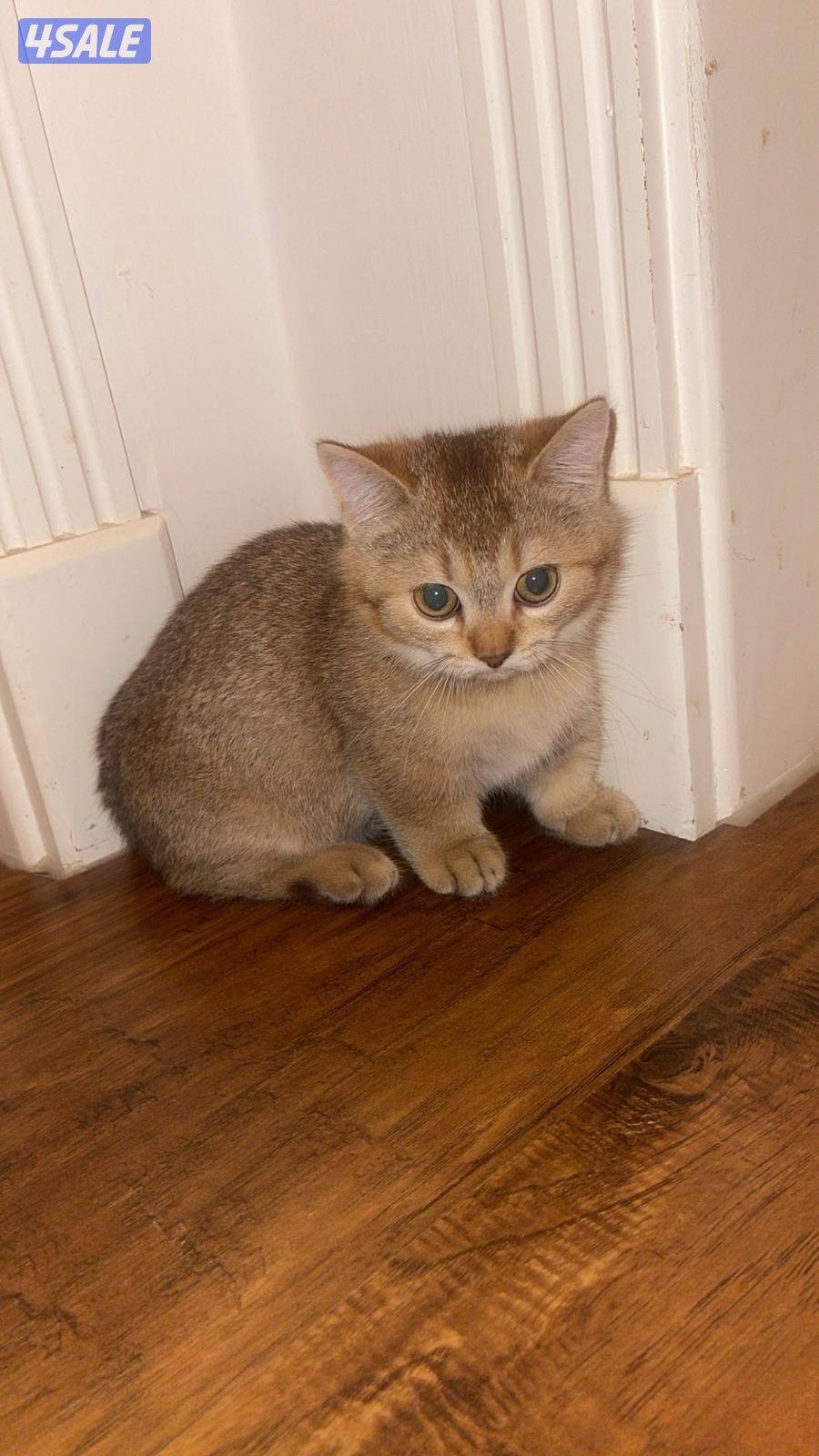 قط مانجكن ( الايد القصيره ) ، الاب NY12 , السعر قابل للمساومه بالمعقول0